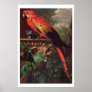 Search for scarlet macaws art Birds