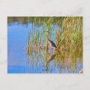 Search for tricolor postcards Nature
