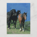 Search for mustang wild horses postcards Mountains