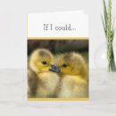 Search for cuddles cards Animals