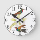 Search for hummingbird clocks Tropical