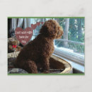 Search for right photography Dog