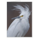 Search for thula Snowy egret