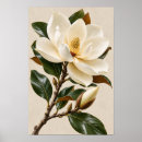 Search for magnolia art Botanical