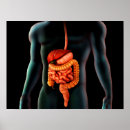 Search for human digestive system posters Close up