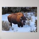 Search for buffalo posters Wildlife
