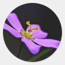 Search for cypress stickers Usa