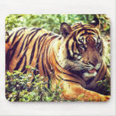 Search for sumatran electronics Tiger