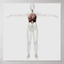 Search for respiratory system posters Transparent