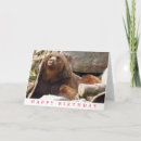 Search for brown bear birthday cards Wildlife