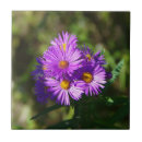 Search for aster tiles Flowers