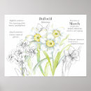 Search for daffodil birthday Yellow flowers