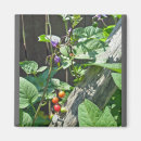 Search for solanum Purple