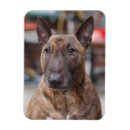 Search for brindle magnets Cute