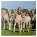 Search for herd the tiles Animal