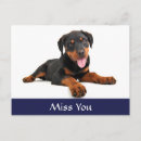 Search for rottweiler puppy postcards Rottweiller