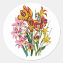 Search for gladiolus stickers Gladioli