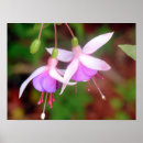 Search for fuschia art Flowers