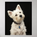 Search for west highland terrier posters Dogs