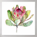 Search for protea posters Flowers