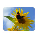 Search for sunflower magnets Cheerful