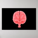 Search for nervous art Anatomy
