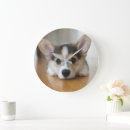 Search for corgi clocks Cute