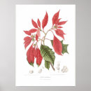 Search for poinsettias posters Vintage