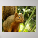 Search for gray squirrel posters Photography