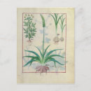 Search for medicinal plants postcards Herbal