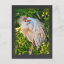 Search for egrets postcards Feathers