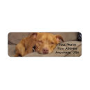 Search for pitbulls return address labels Animal