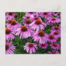 Search for coneflowers postcards Blossom
