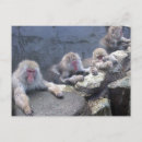 Search for monkey pictures postcards Animal