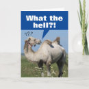 Search for funny camel birthday cards Animals