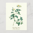 Search for vintage rose postcards Classy