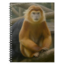 Search for snub Primate