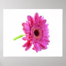 Search for gerbers posters Flowers
