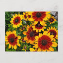 Search for black eyed susans postcards Flowers