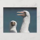Search for galapagos postcards National park