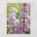 Search for lilac vertical postcards Outdoors