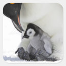 Search for emperor stickers Antarctica