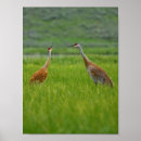 Search for sandhill posters Cranes