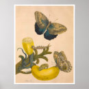 Search for metamorphosis art Nature