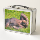 Search for chimpanzees photography Primates