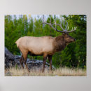 Search for elk lake posters Wildlife