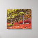 Search for acadia canvas prints Acadia national park