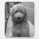 Search for backyard mouse mats Animal