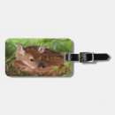 Search for odocoileus accessories Deer