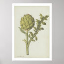 Search for artichoke posters Botanical